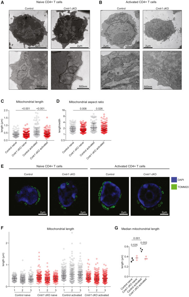 CMTR1 directs mitochondrial dynamics during T cell activation