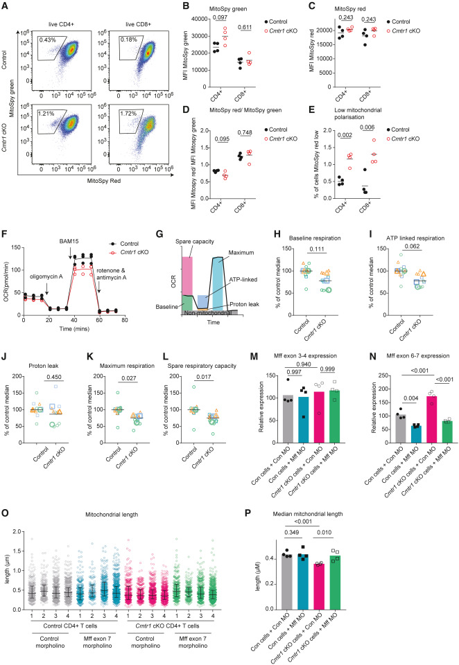 CMTR1 directs mitochondrial dynamics during T cell activation