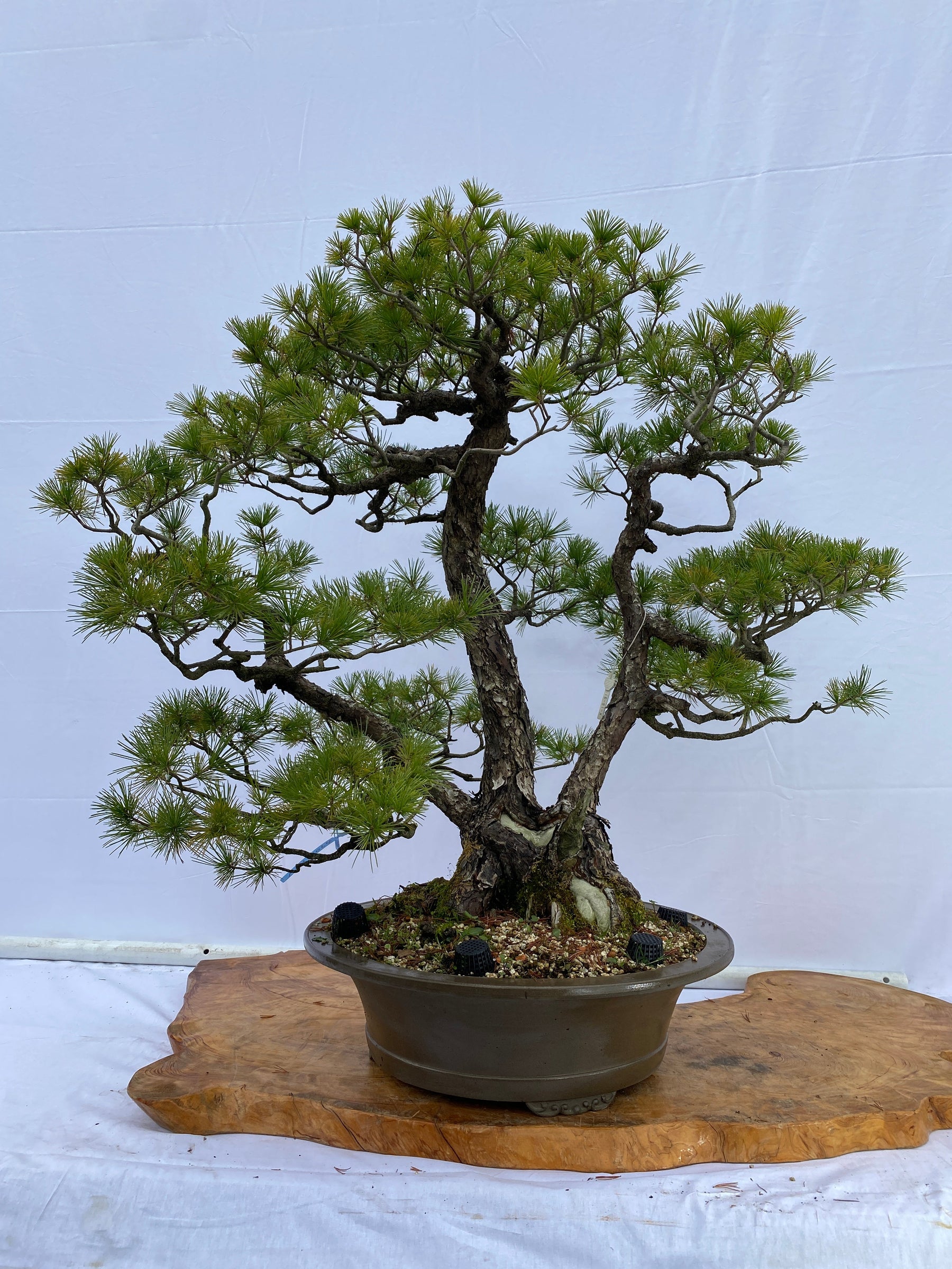 赤石五葉松A014 ※国内配送のみ（日本）