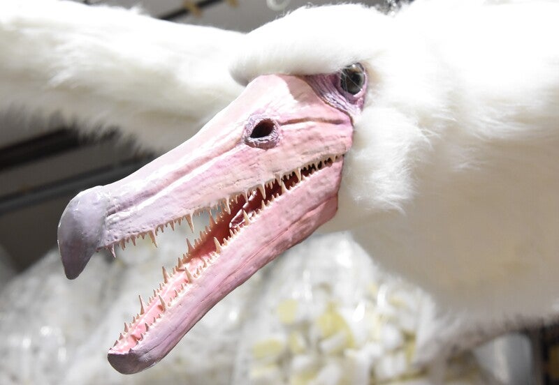 プレビュー】特別展「鳥」国立科学博物館で11月2日から 600点以上の