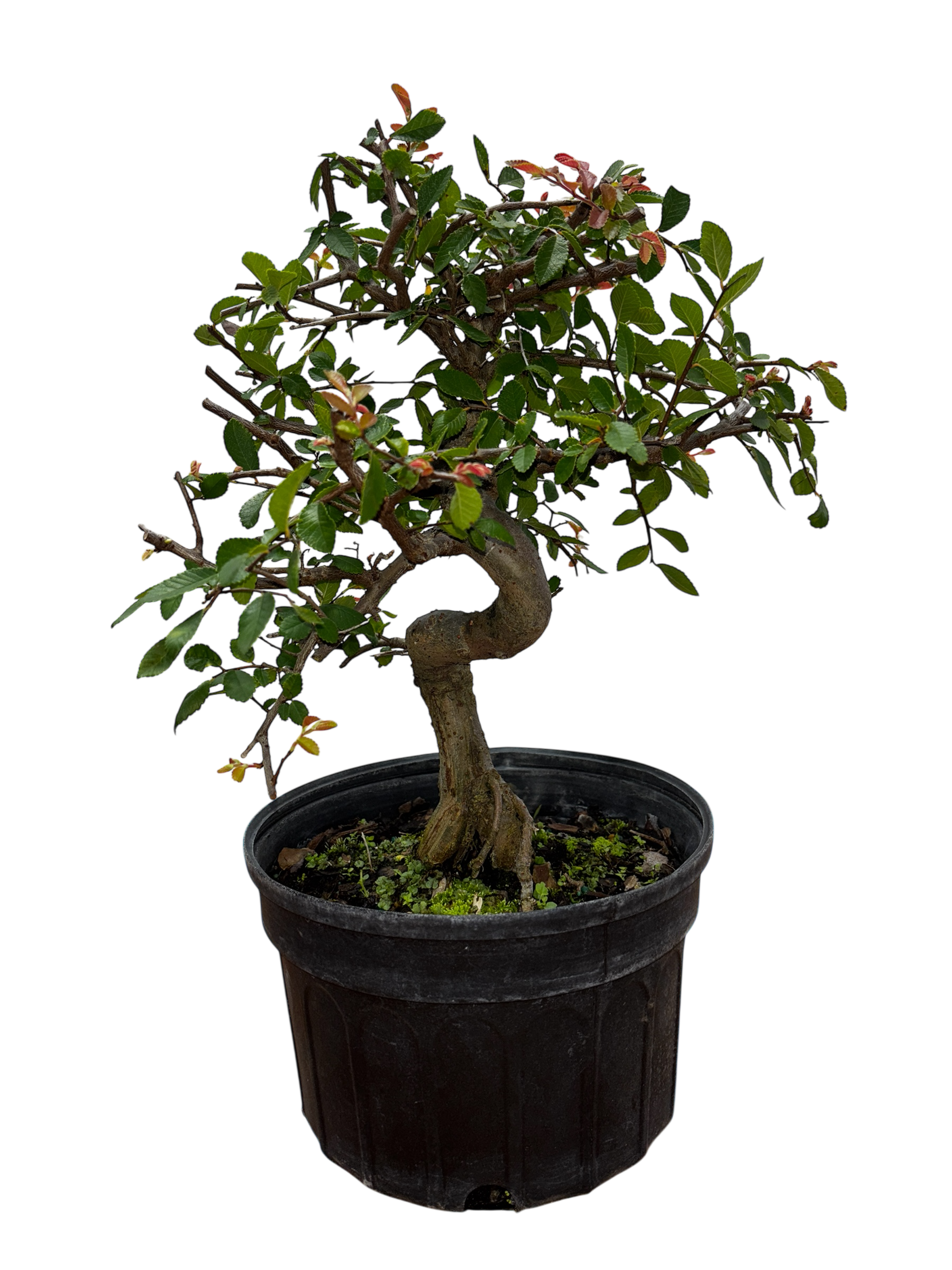 Chinese Elm - Pre-bonsai – Artisan's Bonsai