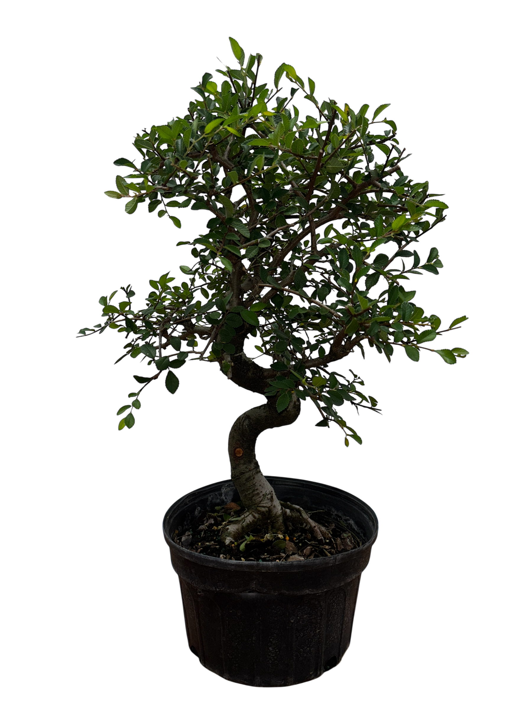 Chinese Elm - Pre-bonsai – Artisan's Bonsai