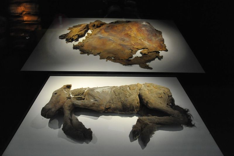 マンモスの皮膚や体毛も 福岡市科学館で「マンモス展」 【コラム