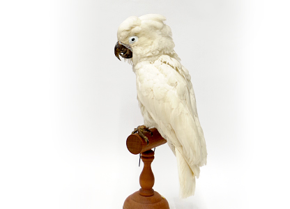 インコ・オウム | 鳥類 | 剥製の製作・直売・レンタル・修理なら剥製