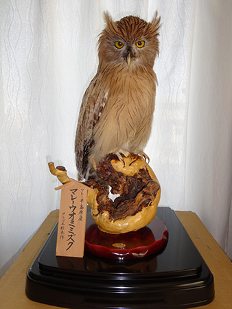 フクロウ・ミミズク | ワシ・タカ・フクロウ | 剥製の製作・直売
