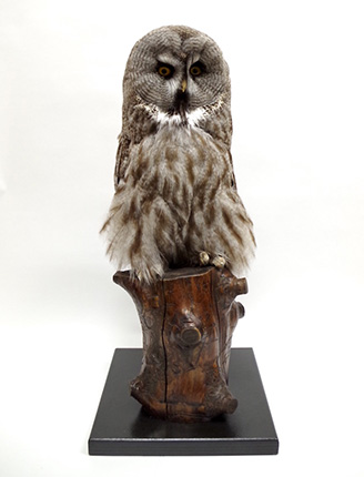 フクロウ・ミミズク | ワシ・タカ・フクロウ | 剥製の製作・直売