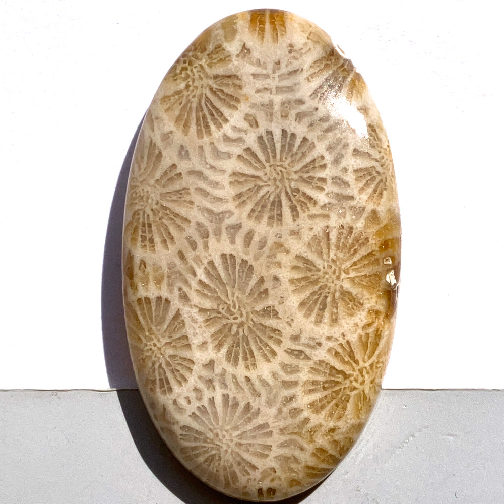 フォッシルコーラル[239] 44x25mm 61Cts 天然石ルース / 天然石ルース