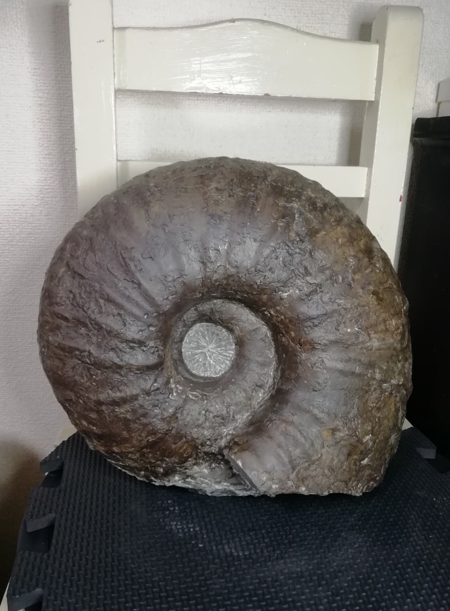 北海道 アンモナイト 大型ユウパキディスカス(化石)｜売買された