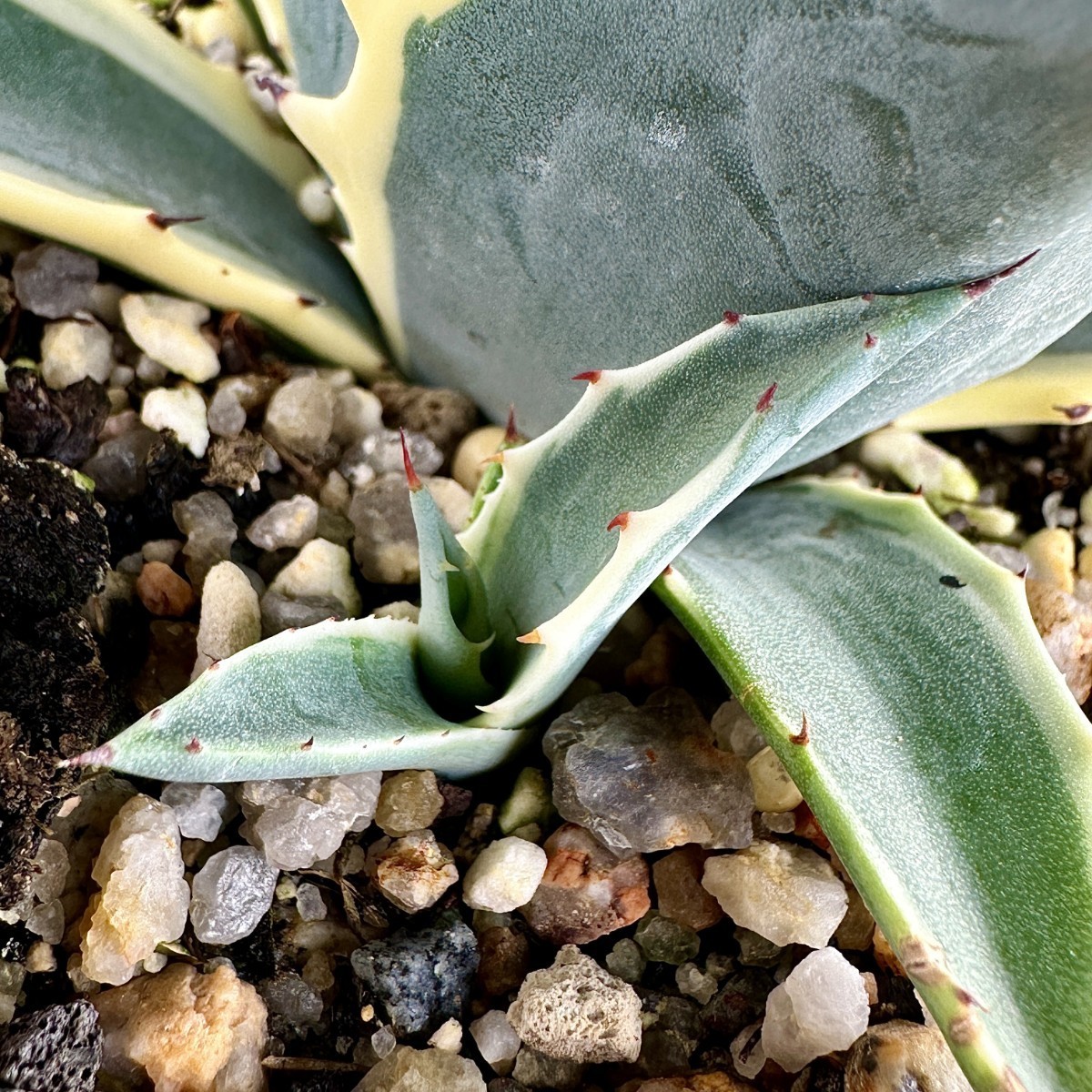 多肉植物 アガべ パラサナ白覆輪錦 ファイヤーボール 子株 9株同梱