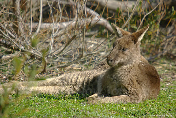 オーストラリアの動物たち、飲んだくれカンガルー | オーストラリアNOW