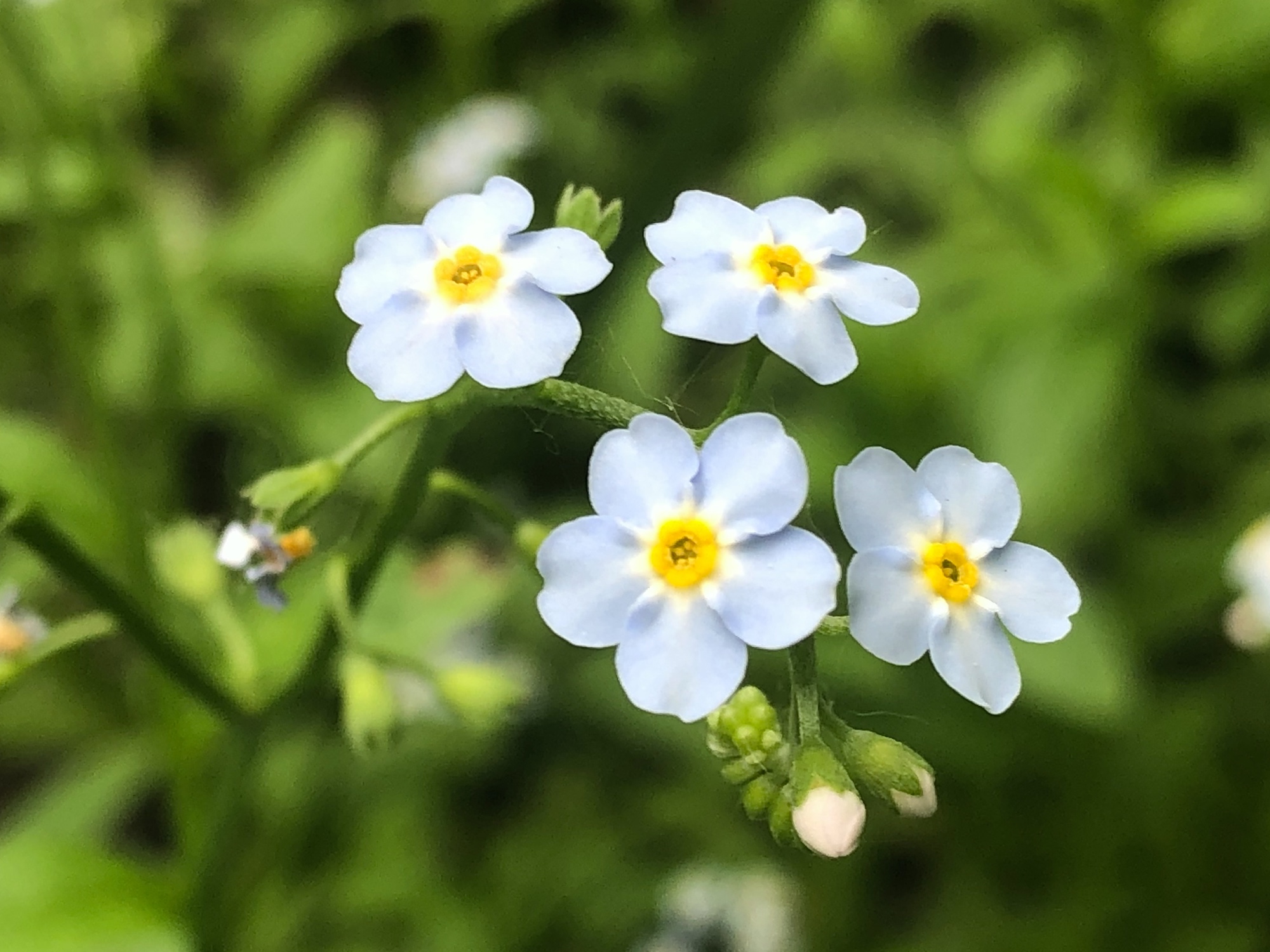 Wisconsin Wildflower | True Forget-me-not | Myosotis scorpioides