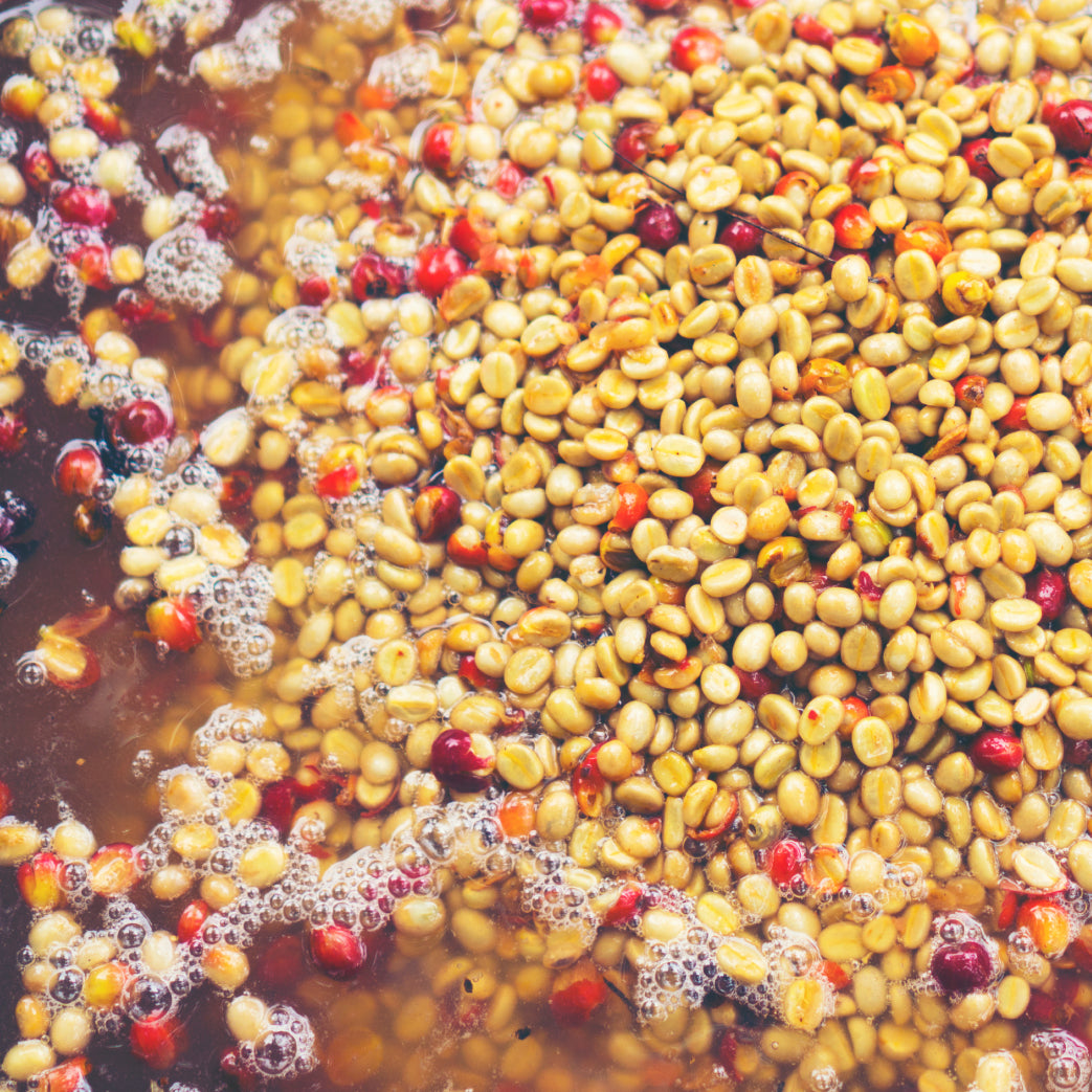 アナエロビック - AI 選別モジュール – avercasso | AI Green Coffee