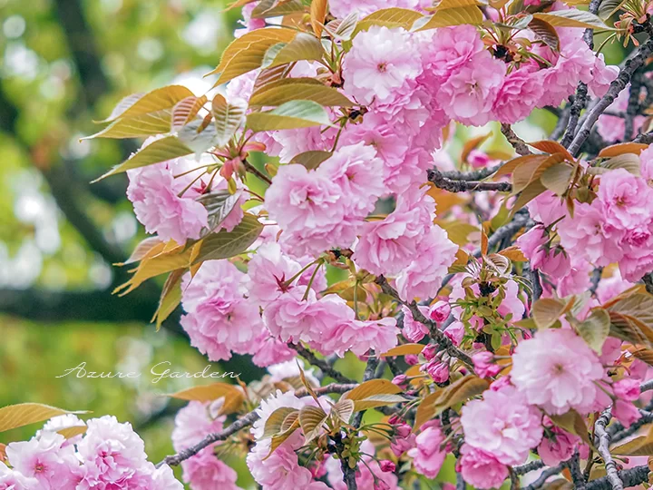 カンザン（関山）｜華やかに春を彩る八重桜の代表品種 – Azure Garden