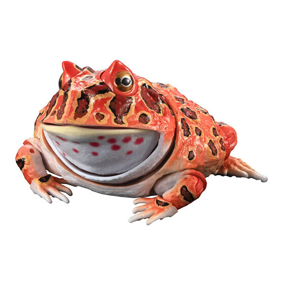 いきもの大図鑑アドバンス ツノガエル｜ガシャポンオフィシャルサイト