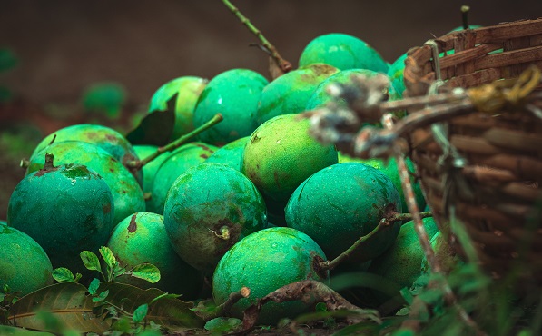 株式会社FAPジャパンのアフリカマンゴノキエキス【健康食品原料検索