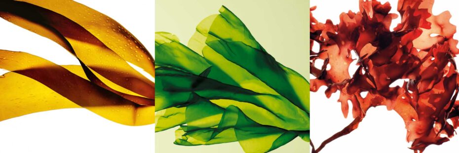 タラソオリゴ | Bali Luxe | バリリュクス│大阪バリニーズマッサージ