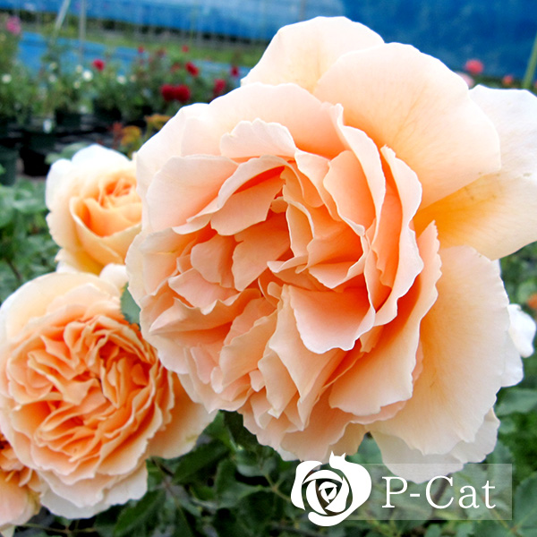 ジャストジョーイ Just Joey ｜ ピーキャットローズショップ