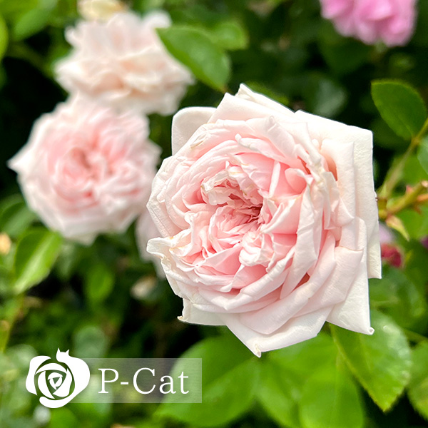 アウェイクニング Awakening ｜ ピーキャットローズショップ