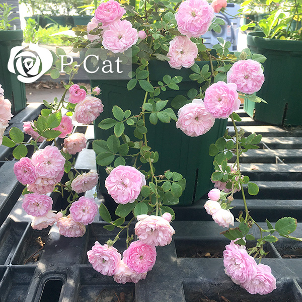 ローラダボー Laure Davoust ｜ ピーキャットローズショップ