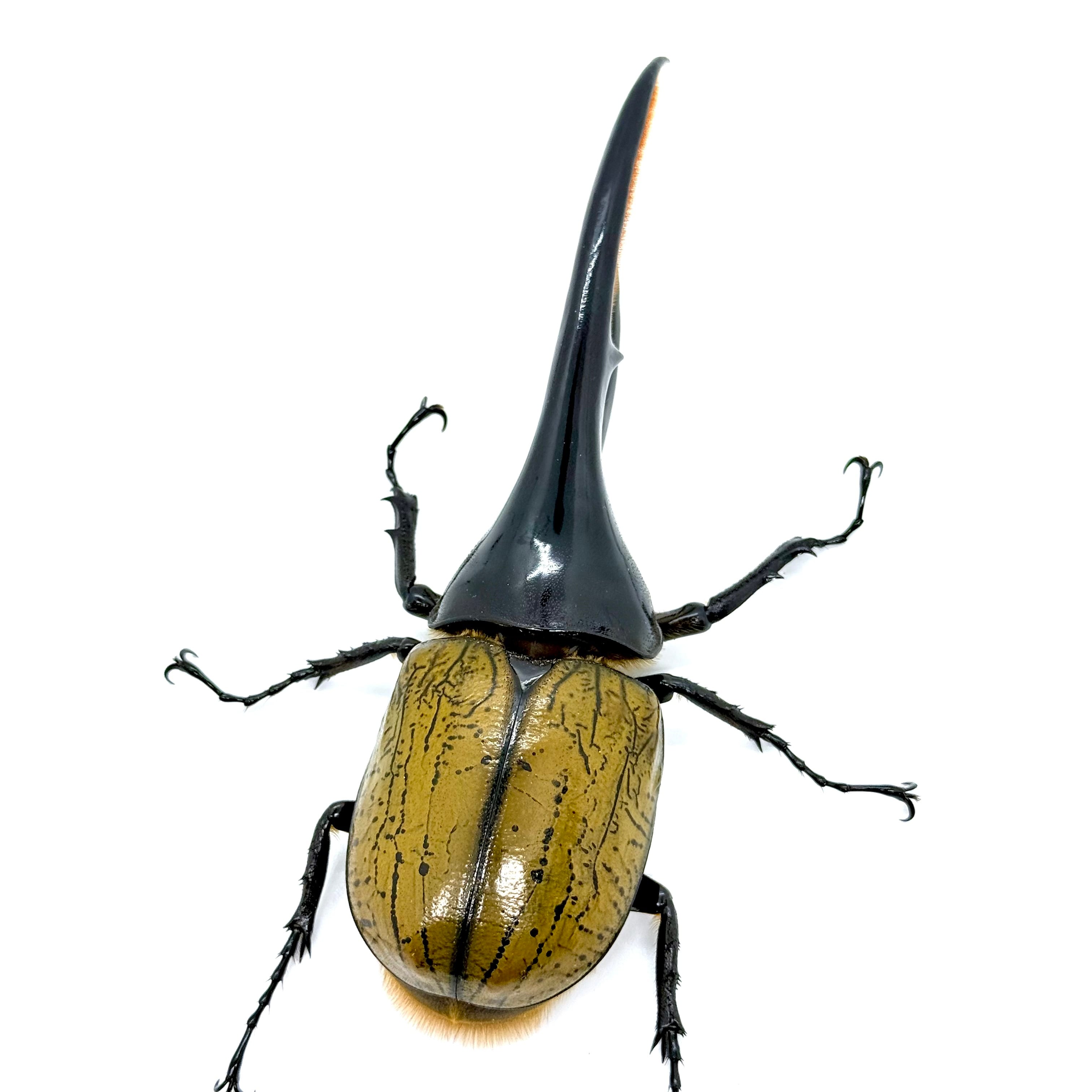 144㎜ / 成虫 / オス / ヘラクレスオオカブト | HERCULES-TOKYO