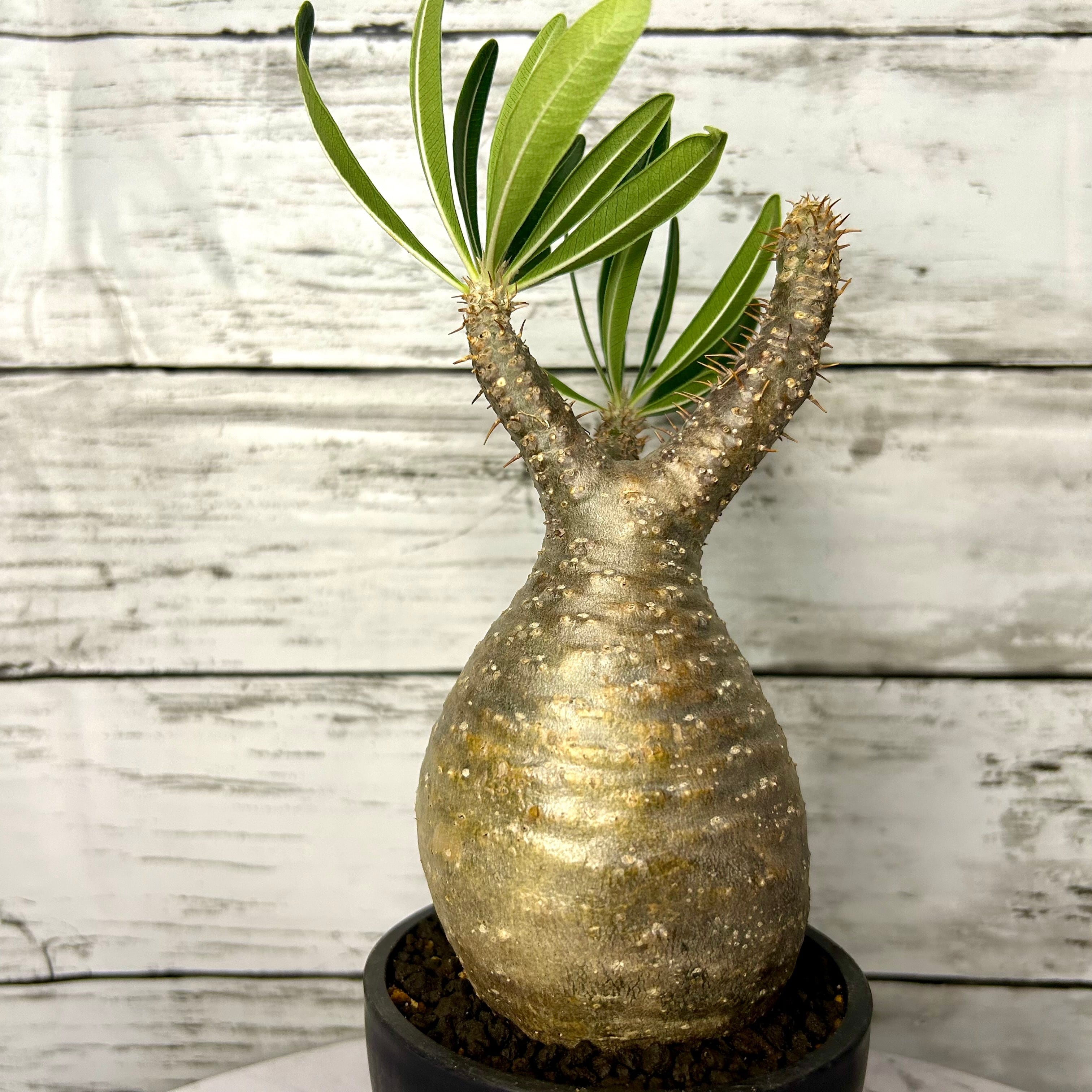 パキポディウム グラキリス 2.5号 現地球 ベアルート 塊根植物