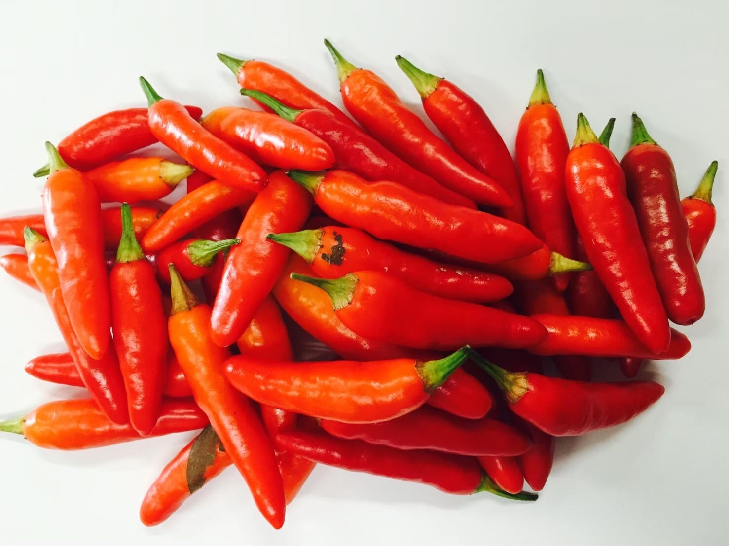 ジャンボ島唐辛子」0.5ml(種子約25粒)※ | wakabaseed