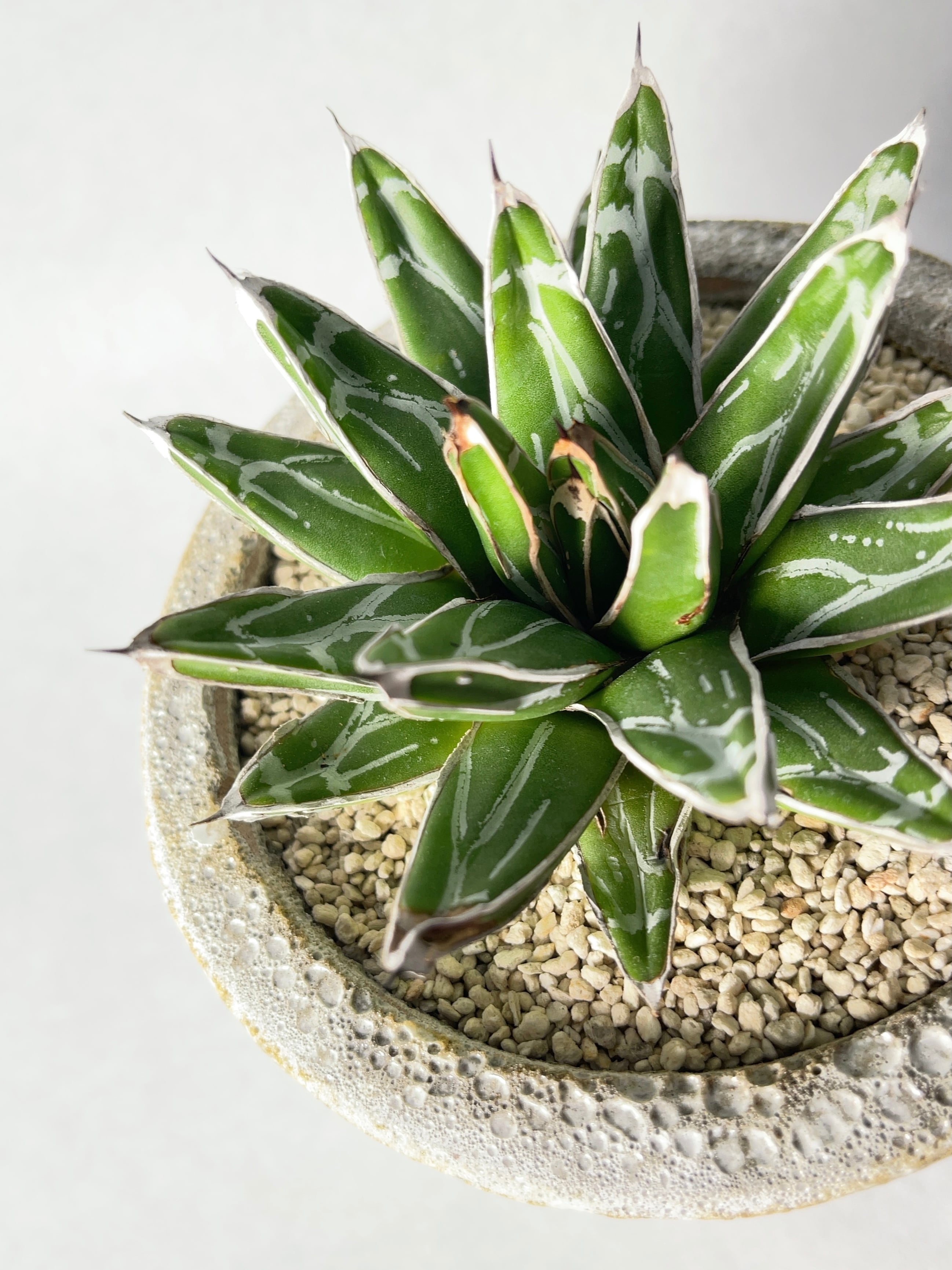 アガベ・児玉姫笹の雪 | trigger