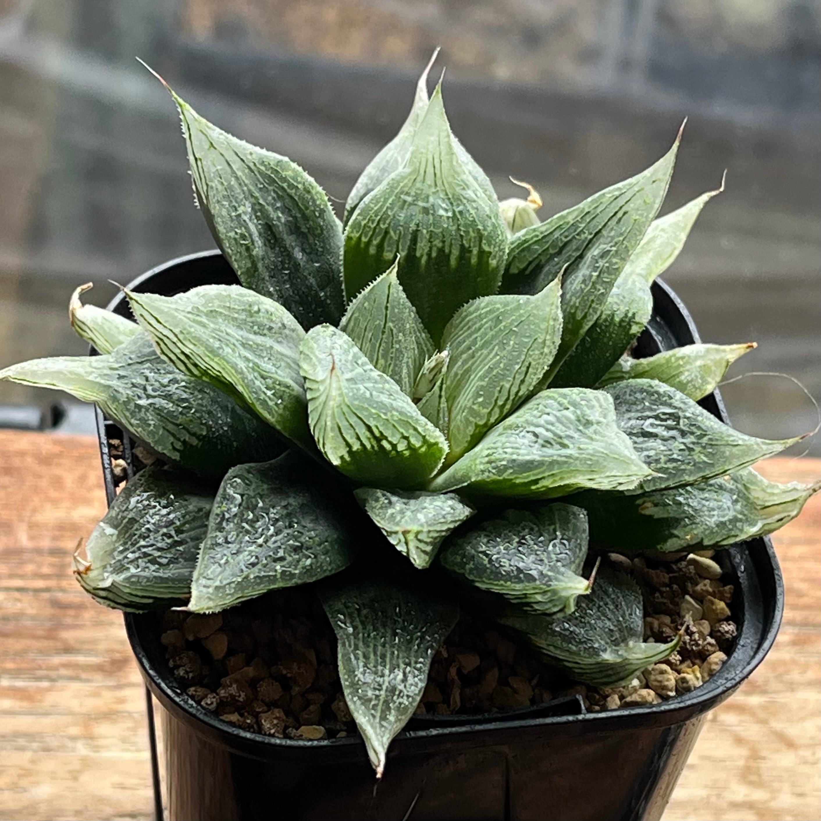 ハオルチア 雫石錦 | mocono_plants