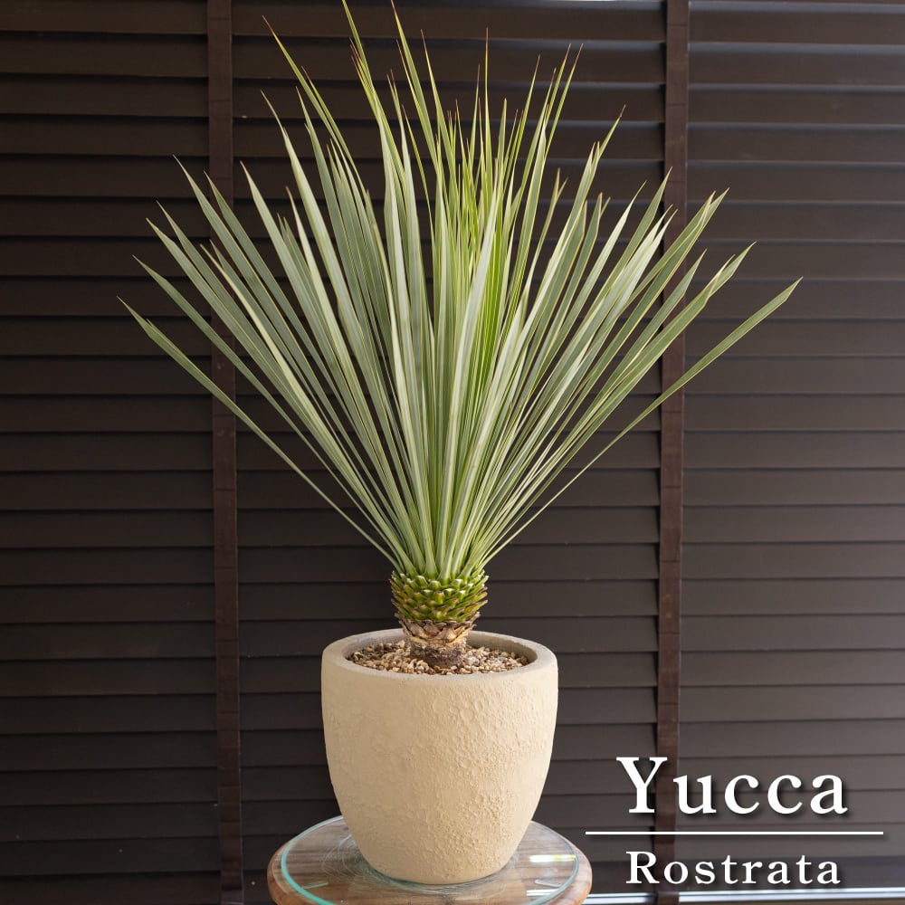 ユッカ ロストラータ Rostrata 7号 陶器鉢 株立ち 観葉植物 細葉
