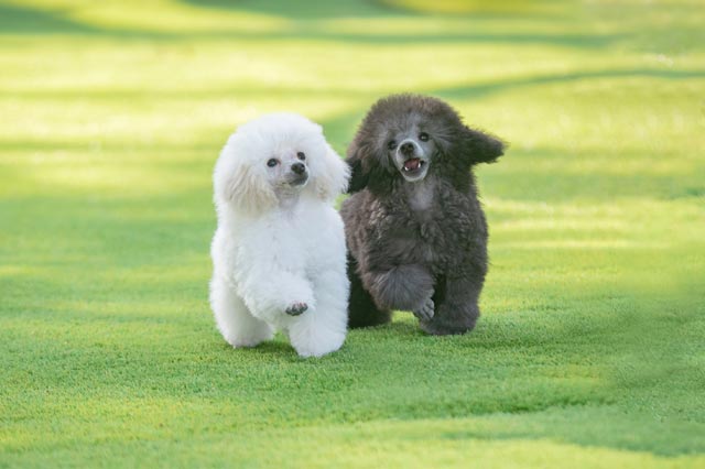 シルバートイプードル 子犬販売 横浜 ベイフラワー犬舎