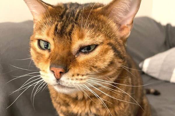 猫の目から涙が…(泣)『悲しいの？』考えられる原因と対処法！ | bengal