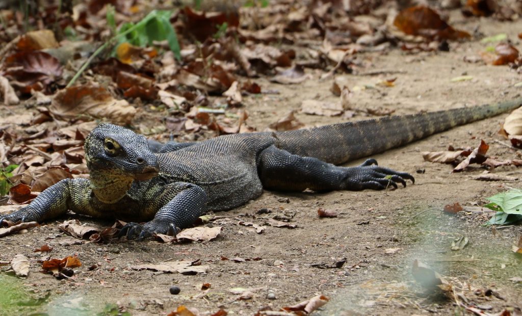 コモドドラゴン（コモドオオトカゲ）の遭遇率は99％？