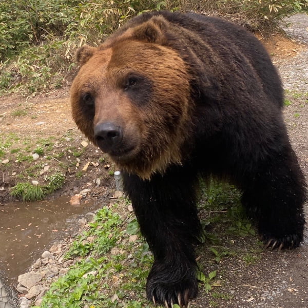 ヒグマ・プロフィール – サホロリゾート ベア・マウンテン