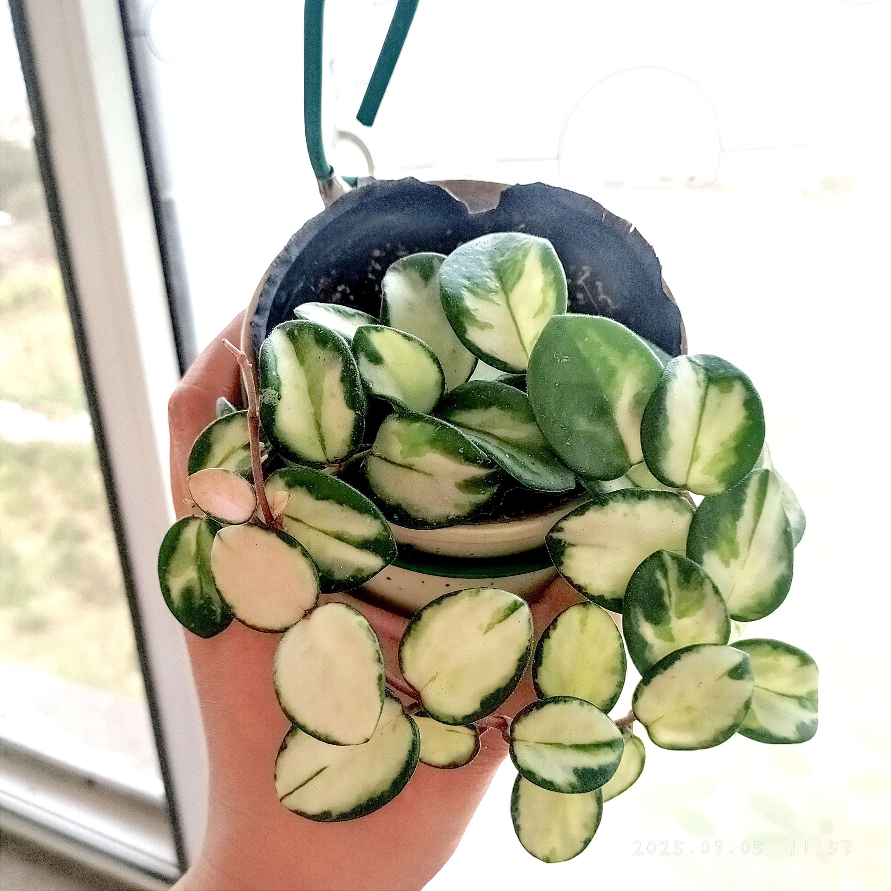 Hoya 'Mathilde Inner Variegated' for Sale – Begin With Plants