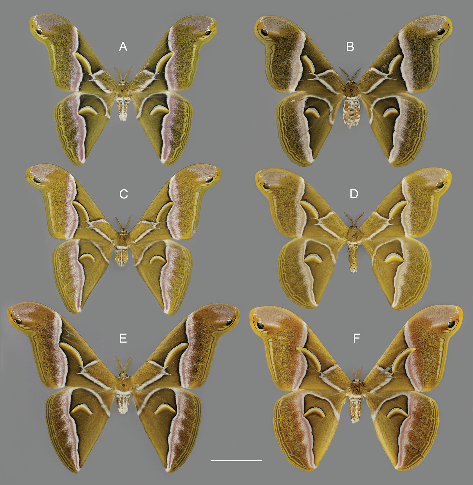 Ecological observations on the genus Samia Hübner, 1819