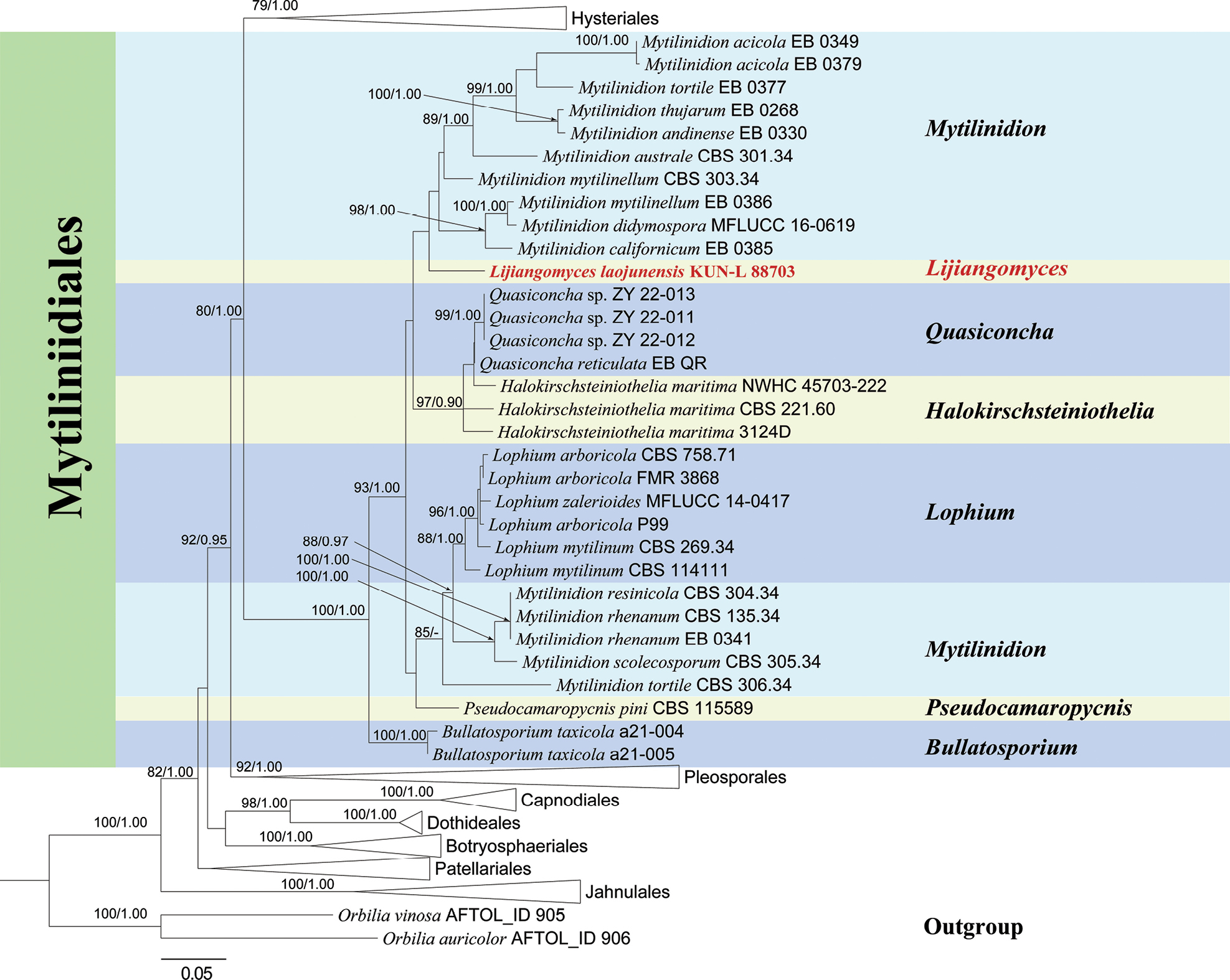 Lijiangomyces laojunensis gen. et sp. nov. (Mytilinidiaceae), and