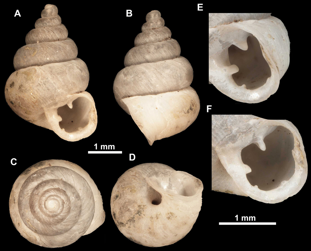 A new start? Revision of the genera Anauchen, Bensonella
