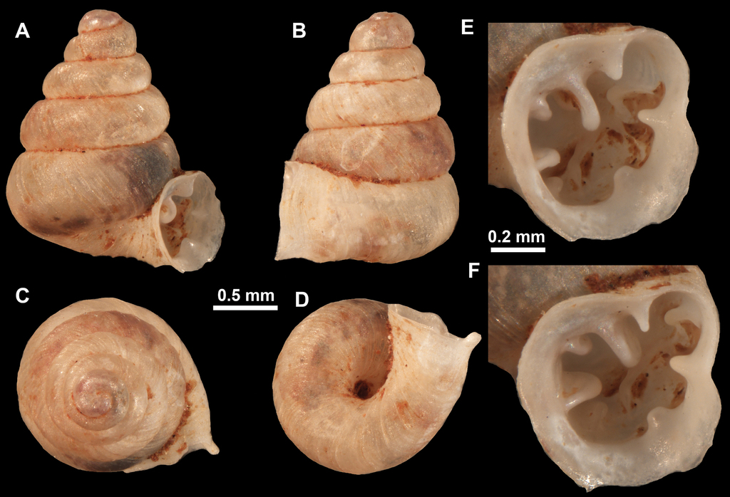 A new start? Revision of the genera Anauchen, Bensonella