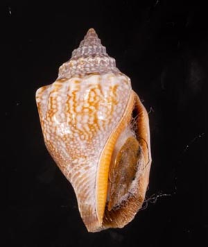 フトスジムカシタモト(ヒダトリガイ) - 美貝 BIGAI