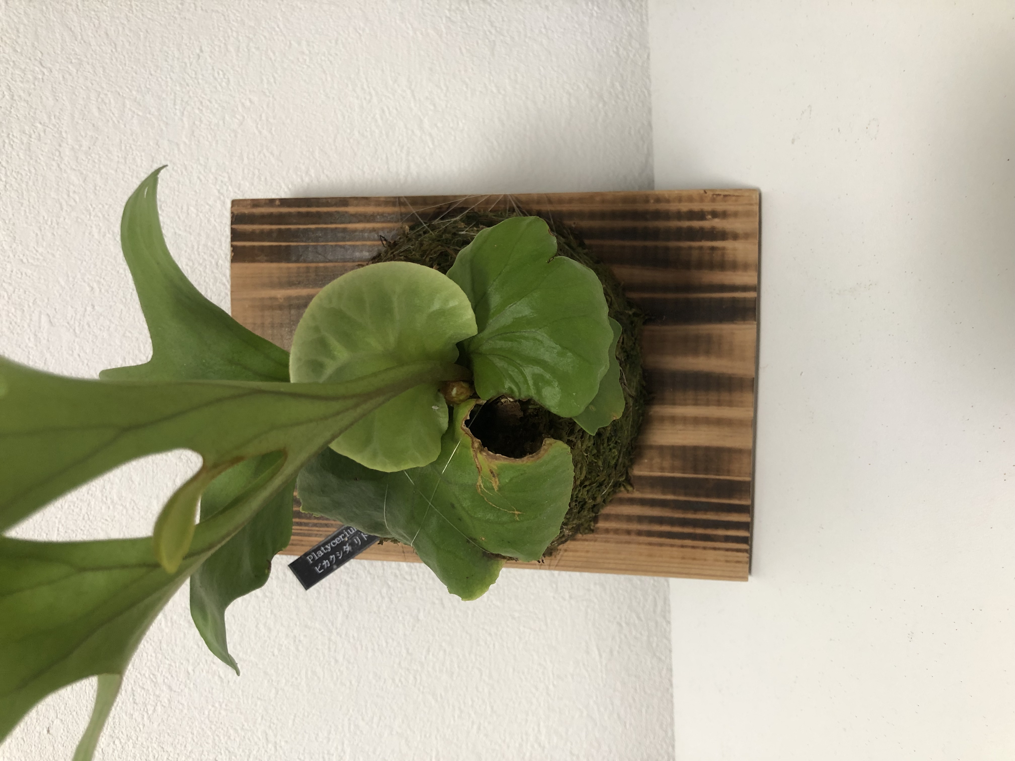 リドレイの向きと板付直しについて ビカクシダの森