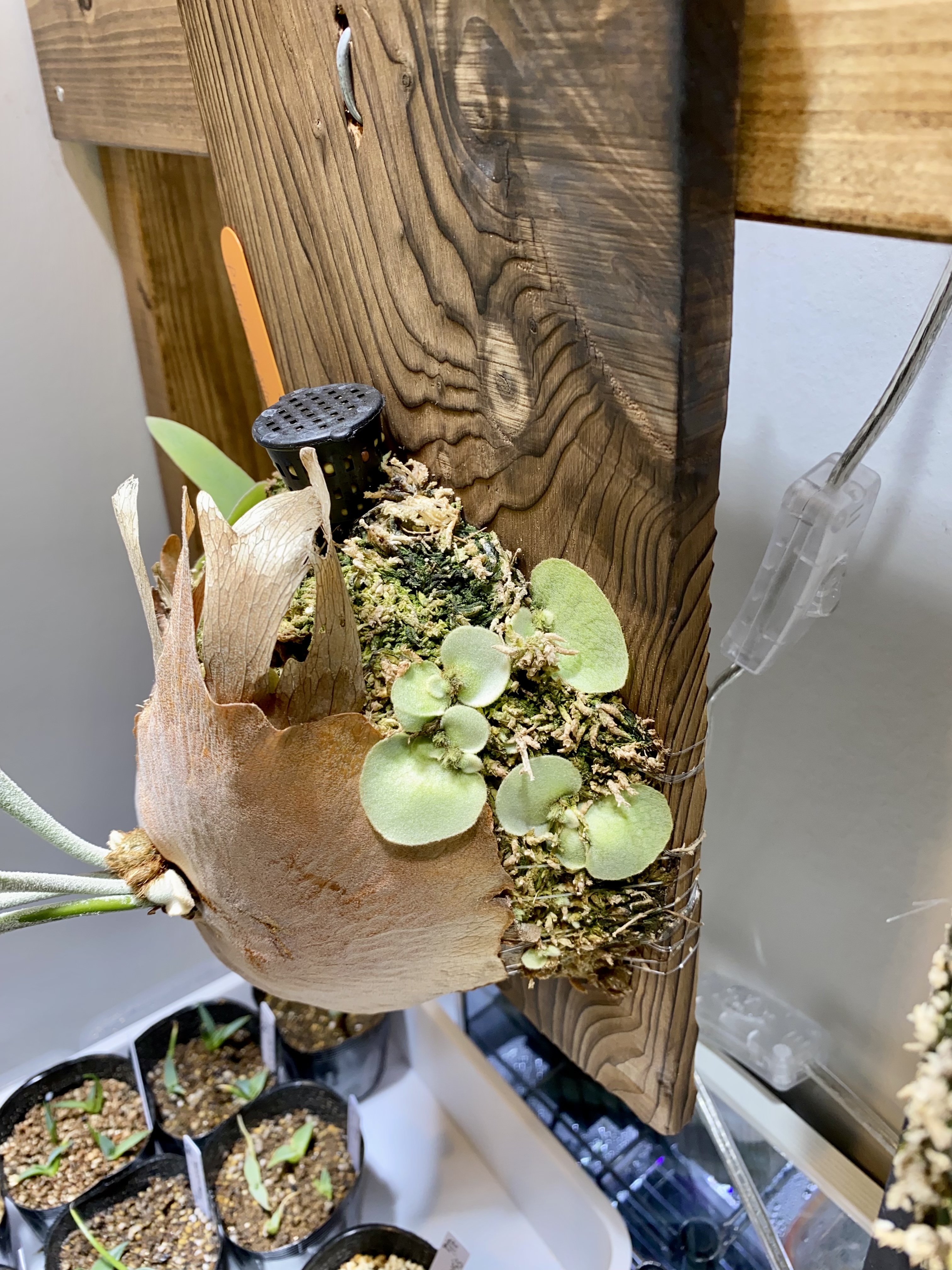 株分けのタイミングについて ビカクシダの森