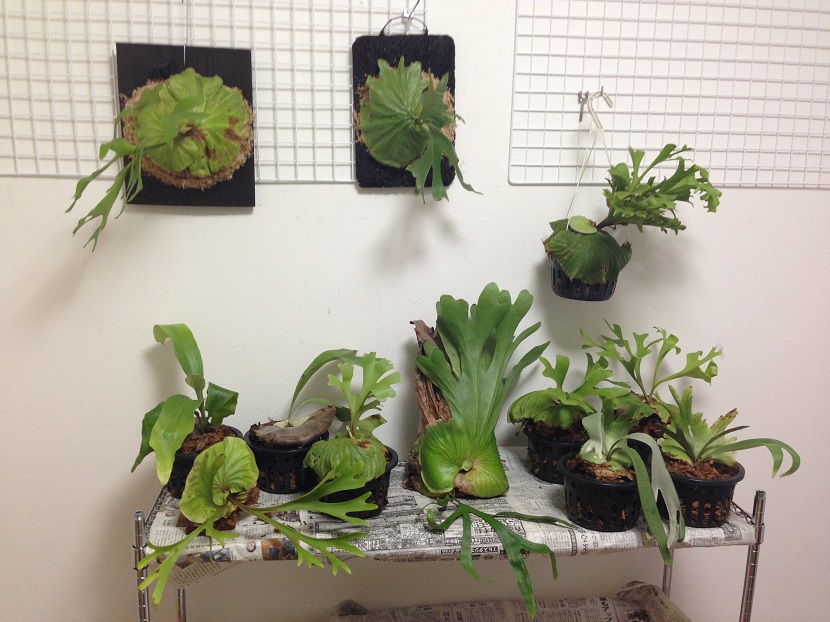 ビカクシダの森