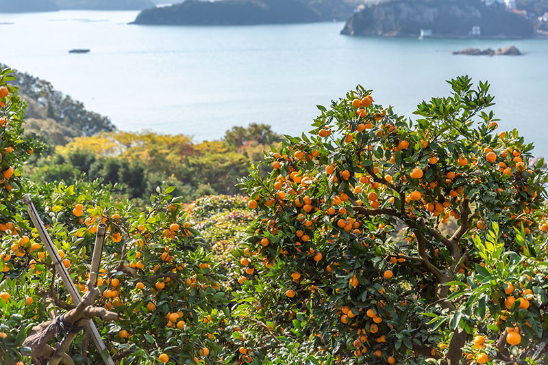 びぜんハートあそぼみかん狩り | びぜんハートあそぼ