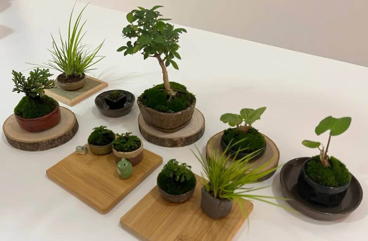 可愛らしいミニ盆栽を作って飾ってみた！山野草たち | BonGreen(ボン