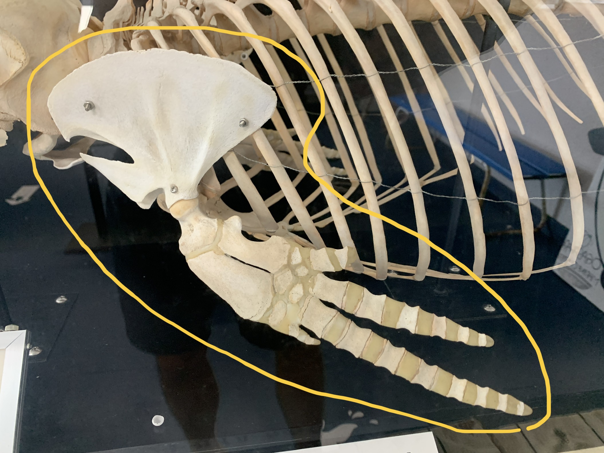 けろにあぶろぐ #6】イルカの骨を眺める ② ～ヒレの骨～ - 小笠原海洋