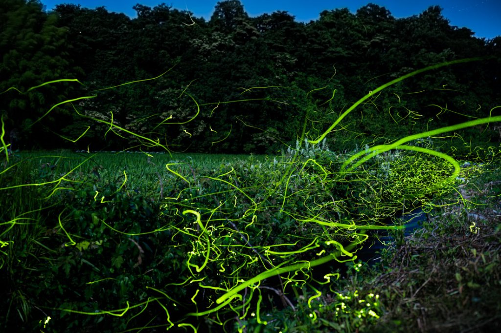 カメラを持って出かけよう⑤ ホタル編｜煩悩バンザイ！石川県がもっと