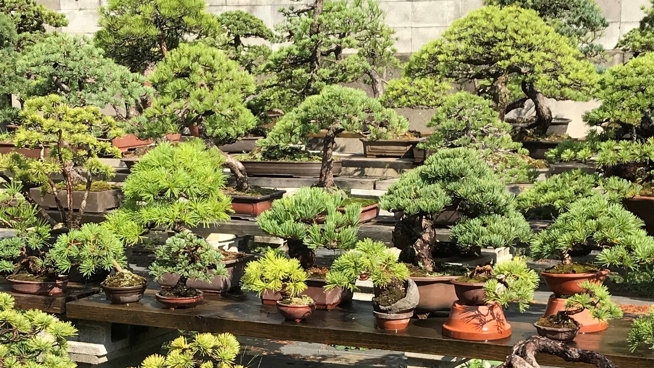 濵本峰松園オンライン盆栽教室のお知らせ