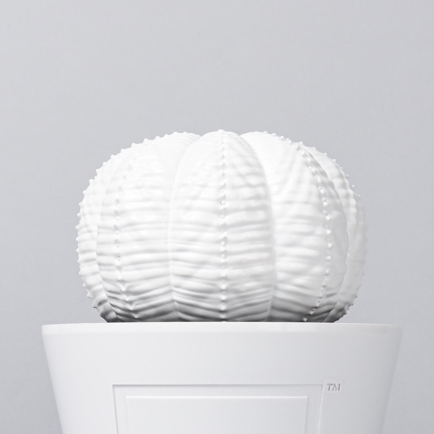 VCD Euphorbia obesa gloss var. WHITE – BOTANIZE