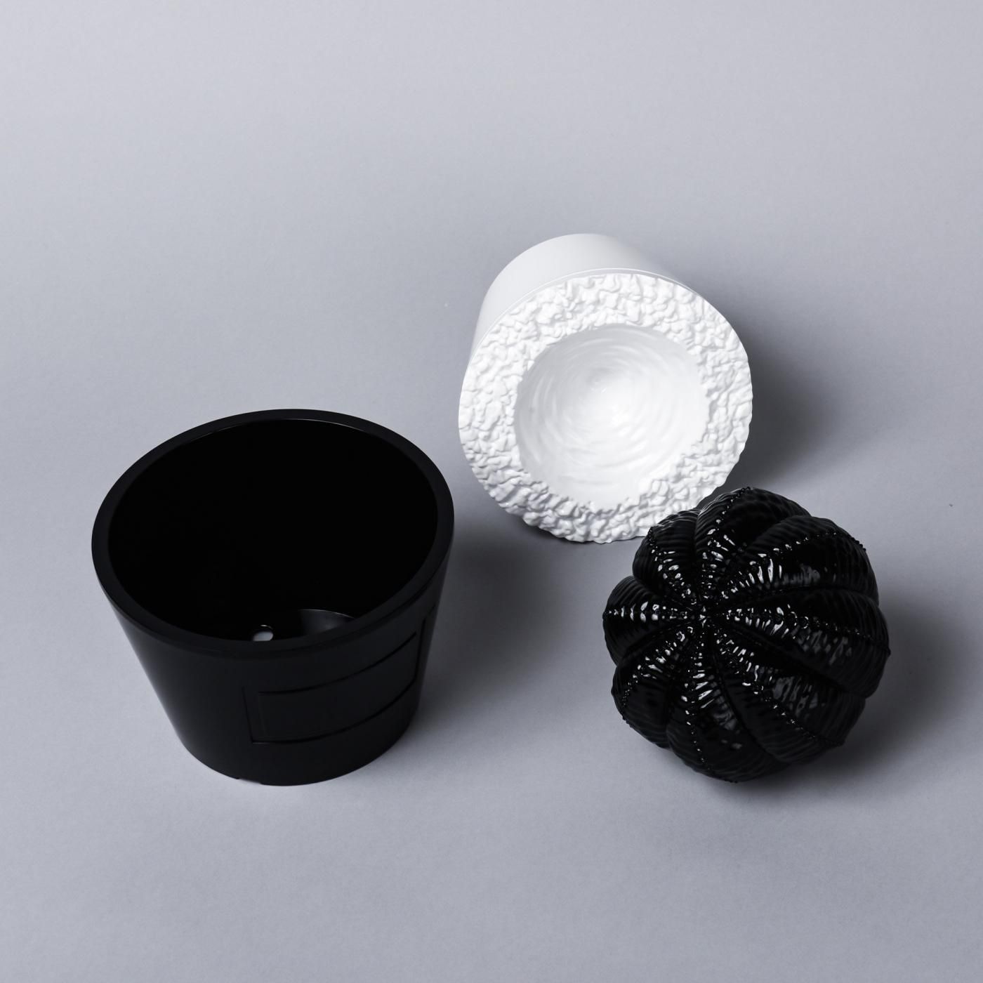 VCD Euphorbia obesa glosst var. BLACK – BOTANIZE