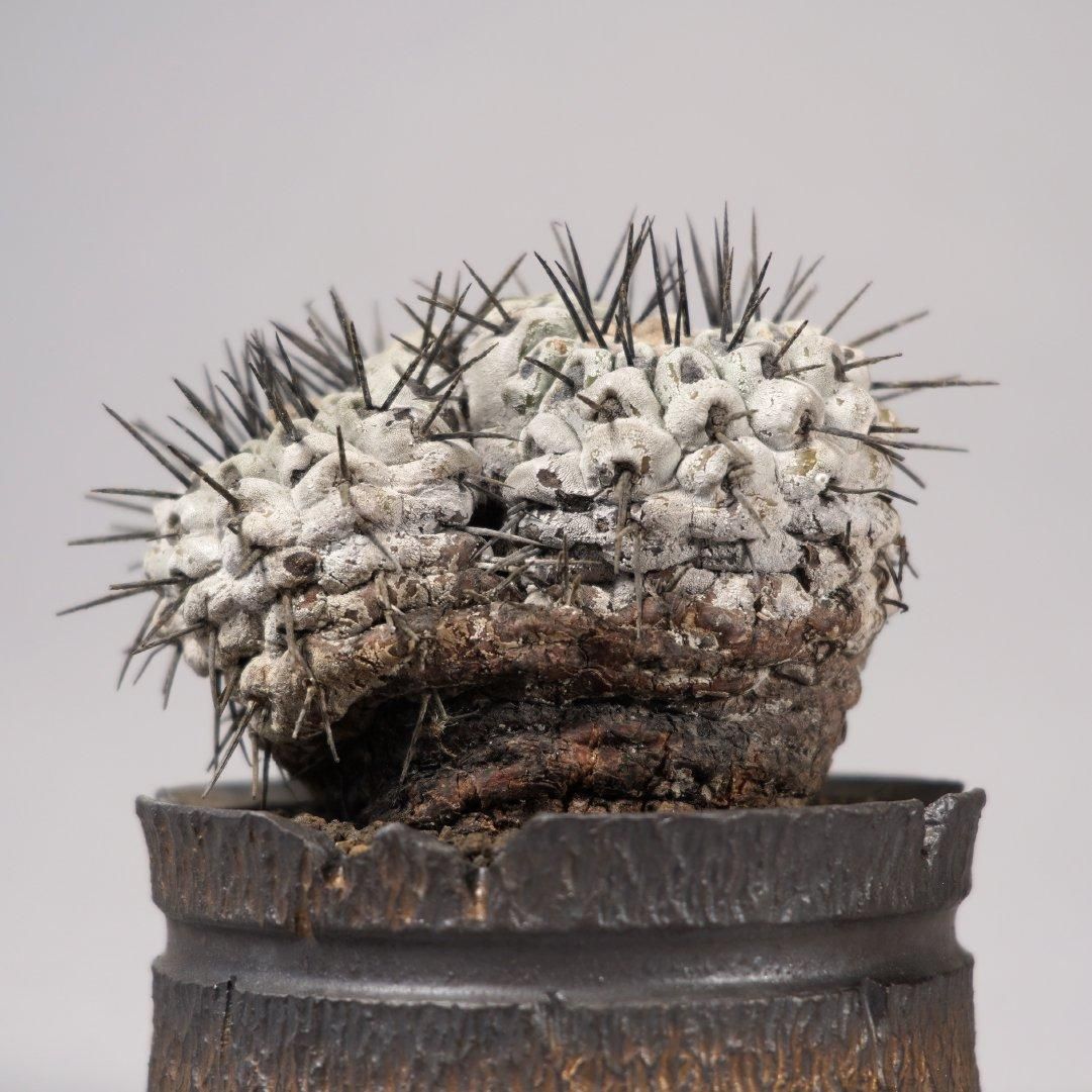 Copiapoa cinerea var. columna-alba × “GOUJIN”POT〝D〟 – BOTANIZE